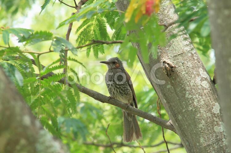 ネムノキの枝に留まるヒヨドリ ヒヨドリ,鳥,野鳥の写真素材