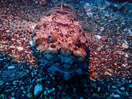 伊豆大島の魚 伊豆大島の魚 魚,伊豆大島,大島の写真素材