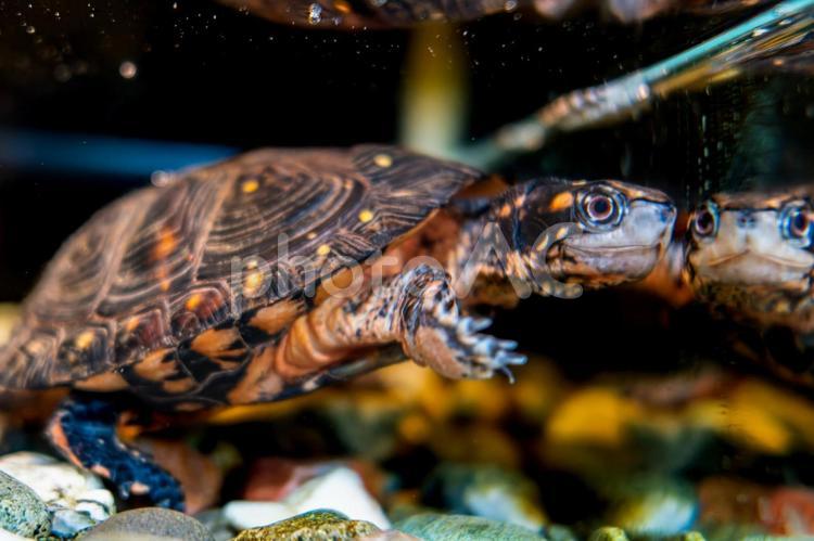 水中のキボシイシガメ キボシイシガメ,カメ,かめの写真素材