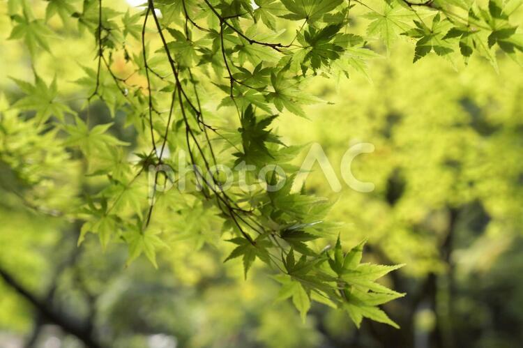 日差しに透ける青もみじ 青もみじ,青紅葉,あおかえでの写真素材