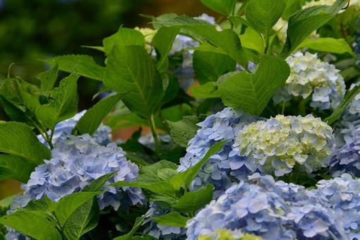 紫陽花の写真