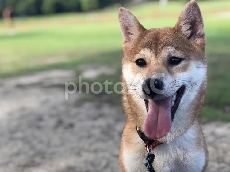 舌を出した愛犬 柴犬,舌,笑顔の写真素材