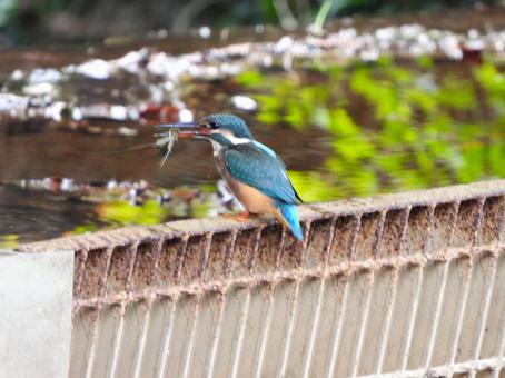 エサの小エビを咥えたカワセミの幼鳥3 エサの小エビを咥えたカワセミの幼鳥3 カワセミ,鳥,鳥類の写真素材