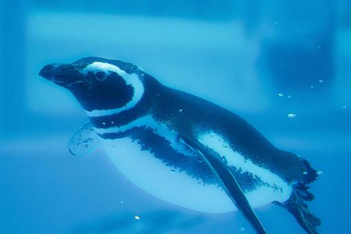 マゼランペンギン マゼランペンギンの写真