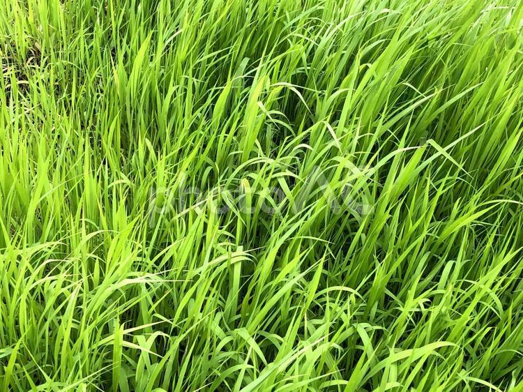 夏草のイメージ 夏草,イメージ,草の写真素材