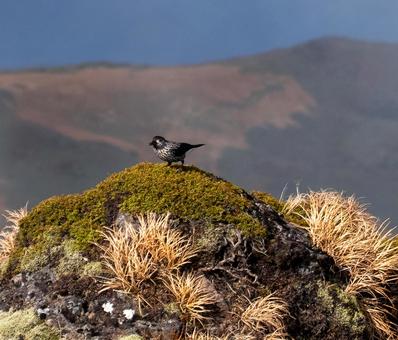 栗駒山 岩場のホシガラス 栗駒山 岩場のホシガラス 秋,秋色,栗駒山の写真素材