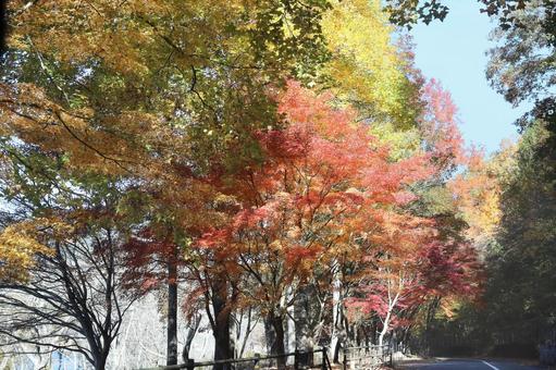 土師ダムの秋 広島県,北広島市,土師ダムの写真素材