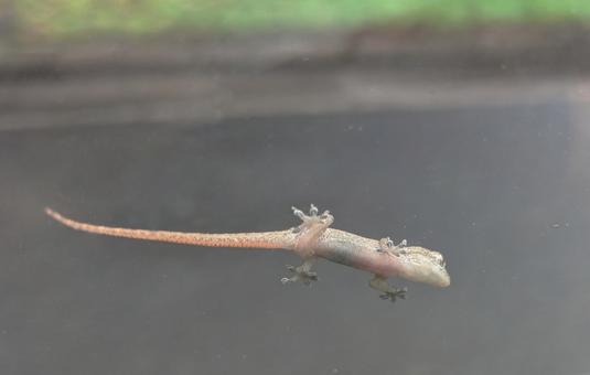 トカゲ トカゲの写真