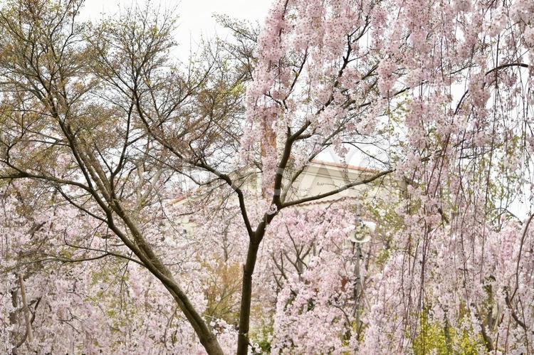 花見山のしだれ桜 花見山,しだれ桜,しだれざくらの写真素材