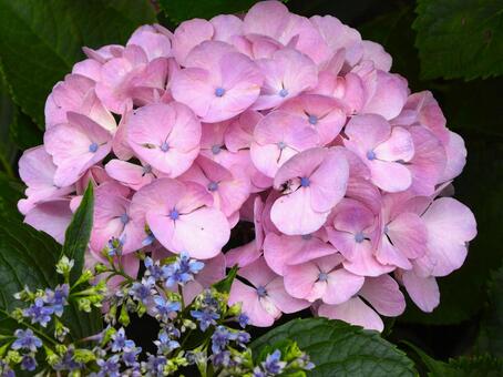 ピンクのアジサイの花3 花,アジサイ,西宮市甲山町の写真素材