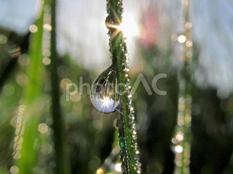 水滴と緑の葉と朝日Water drops 水滴,すいてき,waterの写真素材