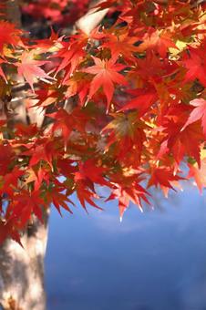 池の青色に映える紅葉したモミジ 池の青色に映える紅葉したモミジの写真
