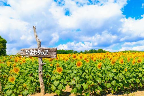 ひまわり ひまわり ひまわり,ヒマワリ,向日葵の写真素材