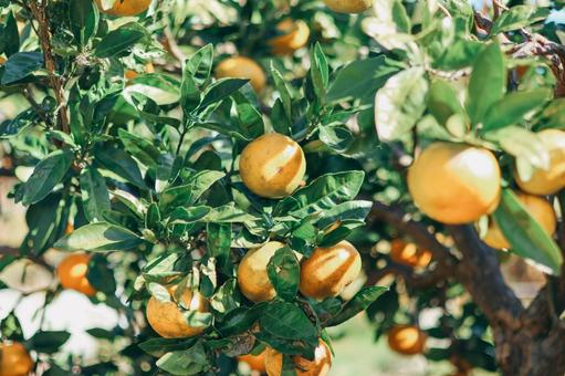 みかん みかん 果物,フルーツ,くだものの写真素材