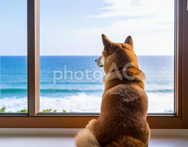 柴犬と海 窓辺,後ろ姿,動物の写真素材