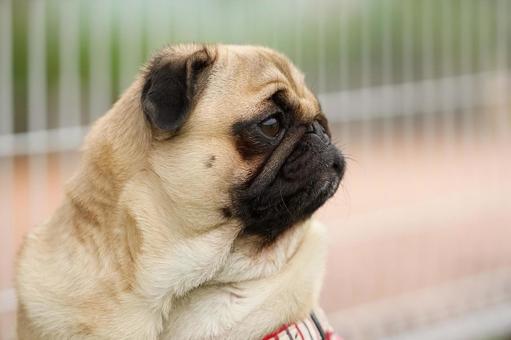 パグのポートレート パグのポートレート 犬,パグ,可愛い犬の写真素材