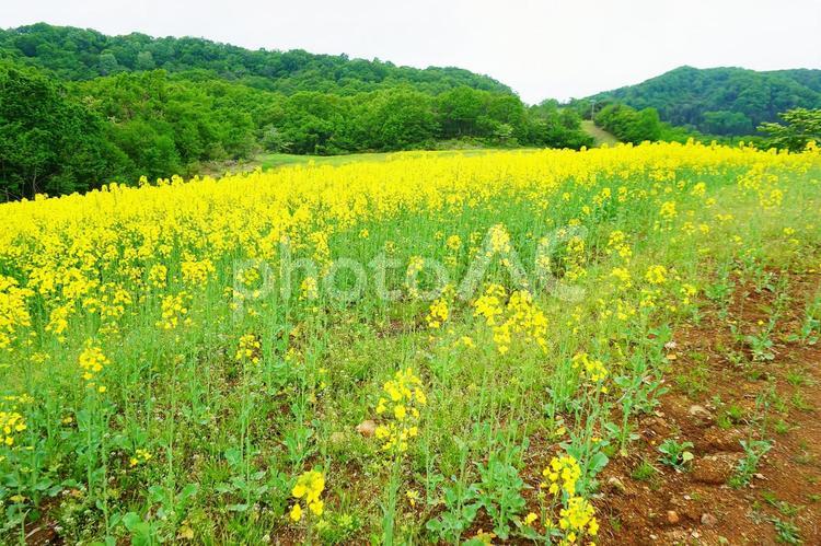 三ノ倉高原の菜の花畑 三ノ倉高原花畑,菜の花,菜の花畑の写真素材