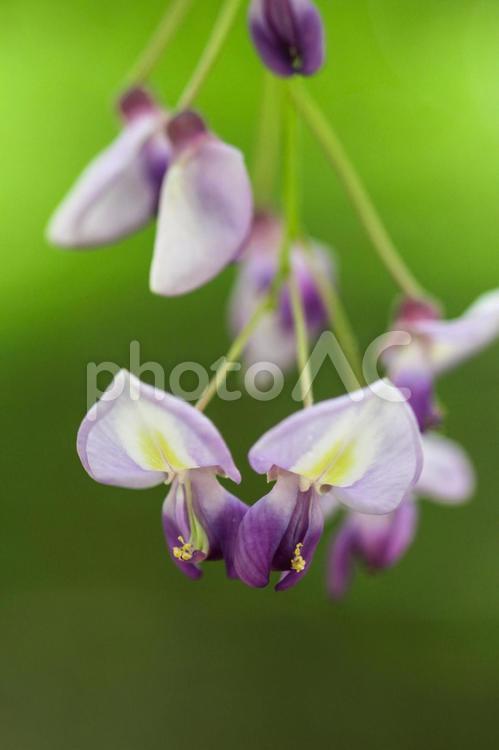 あしかがフラワーパーク大藤クローズアップ 藤,フジ,藤棚の写真素材