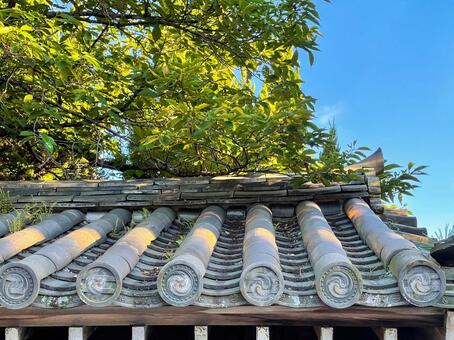 日本の伝統瓦屋根と木漏れ日の情景 瓦屋根,日本建築,伝統建築の写真素材