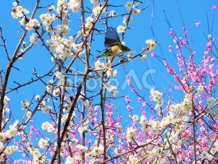 羽ばたいてメジロ　梅の木に飛来 梅,うめ,ウメの写真素材