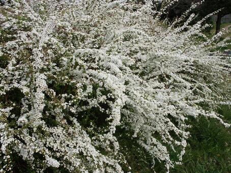 ユキヤナギ 雪柳 花木,細枝,枝垂の写真素材