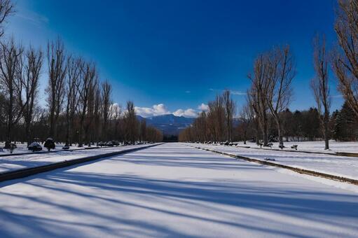 冬の前田森林公園 冬,前田森林公園,カナールの写真素材