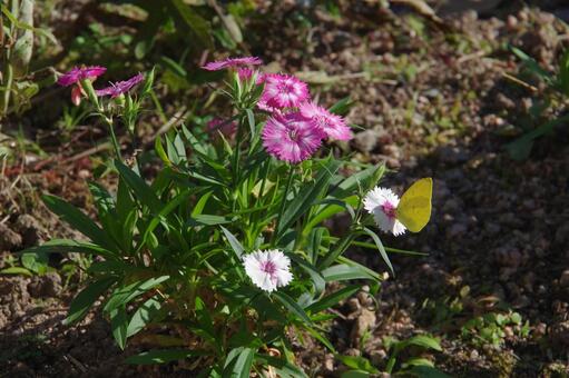 撫子の蜜を吸う黄色い蝶々 黄色,蝶々,秋の写真素材