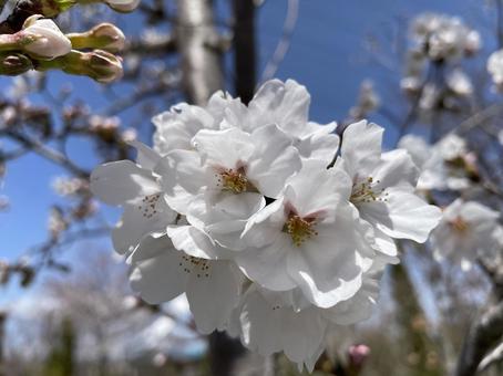 さくら さくら 樹木,自然,花の写真素材