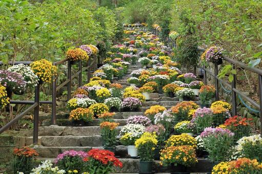 長谷寺の菊 長谷寺,菊,階段の写真素材