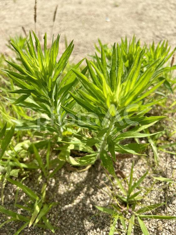 ヒメムカシヨモギ ヒメムカシヨモギ,雑草,植物の写真素材