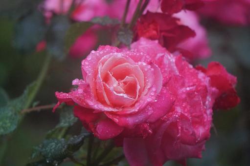 薔薇 薔薇 薔薇,ばら,バラの写真素材