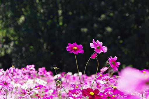 秋桜幻想 秋桜幻想の写真