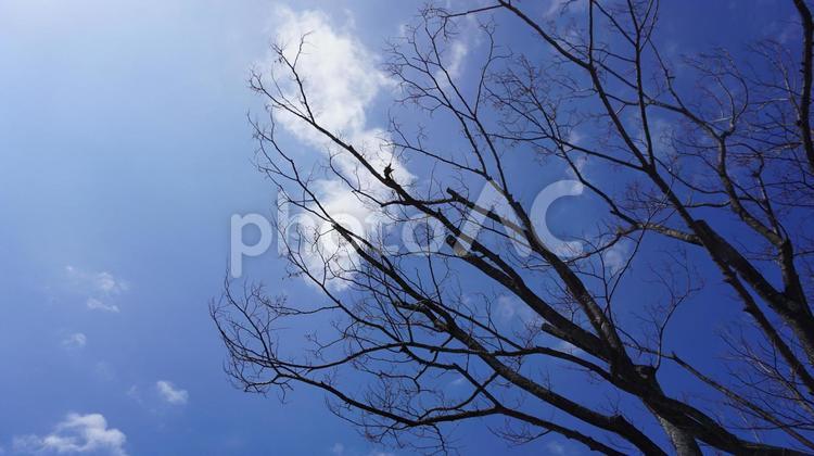 枯れ木と空 福岡,空,枯れ木の写真素材