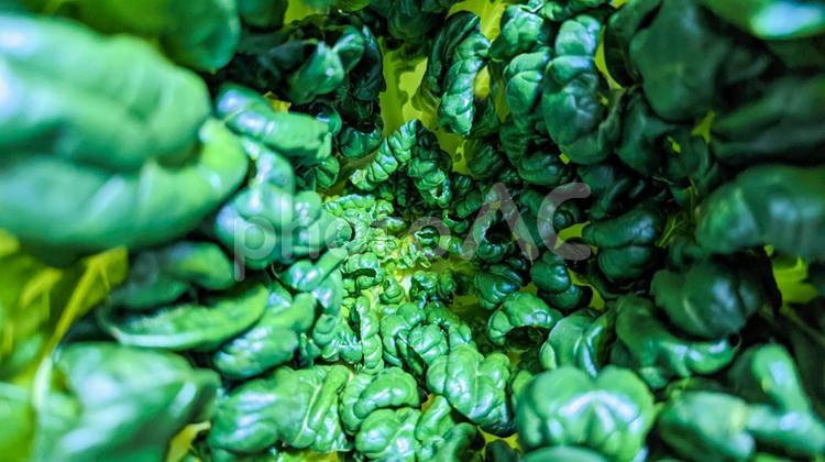 タアサイの中にカメラを突っ込んで撮ったやつ 野菜,タアサイ,ターサイの写真素材