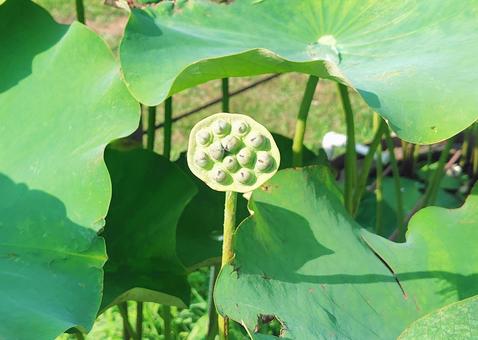 蓮の実 蓮の実 蓮,植物,お釈迦さまの写真素材