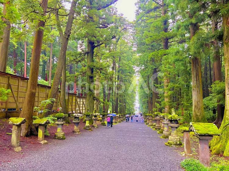 神社の参道と杉 パワースポット,ご利益,神様の写真素材