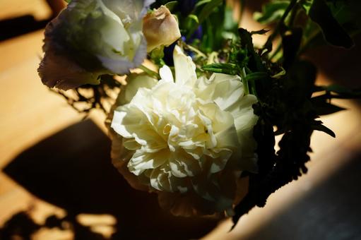 白い花　影 花,白,白い花の写真素材