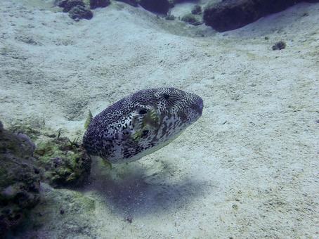 Photo, map puffer (arothron mappa), puffer fish, fish, 