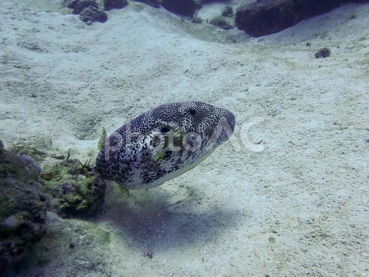 ケショウフグ ケショウフグ,フグ,魚の写真素材
