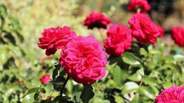 初秋の河口湖畔に咲く真っ赤な薔薇の花 初秋の河口湖畔に咲く真っ赤な薔薇の花 薔薇の花,初秋,大石公園の写真素材