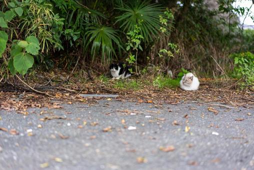 茂みに潜む猫たち 猫,野良猫,動物の写真素材
