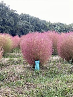 ひげねことコキア ひげねことコキア かわいい,ピンク,自然の写真素材