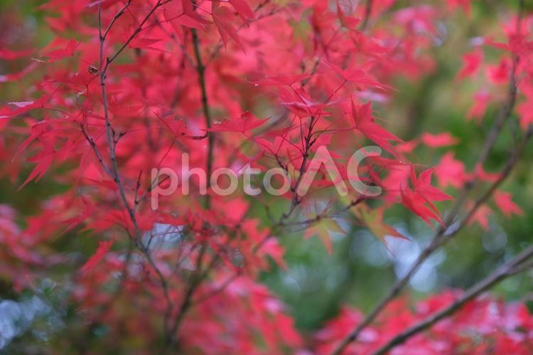 紅葉した鮮やかな木 秋,紅葉,鮮やかの写真素材