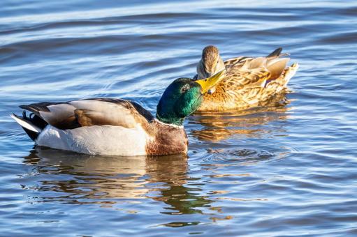 マガモ(37) 鳥,マガモ,カモの写真素材