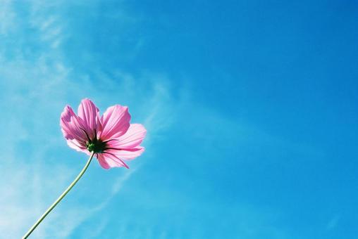 青空とピンクのコスモス（フィルム写真） コスモス,秋桜,青空の写真素材