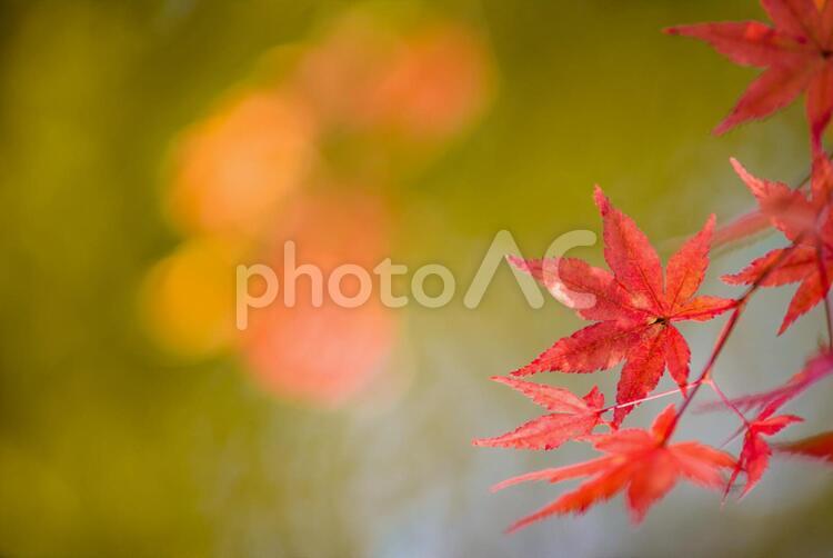 コピースペースを空けた紅葉イメージ 紅葉,モミジ,赤いの写真素材