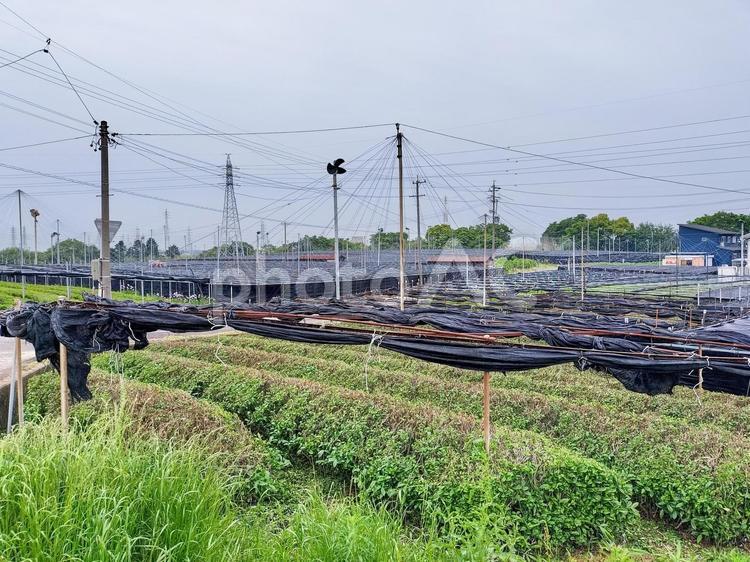 愛知県西尾市稲荷山に広がる被覆栽培の茶畑 稲荷山茶園公園,茶畑,被覆栽培の写真素材