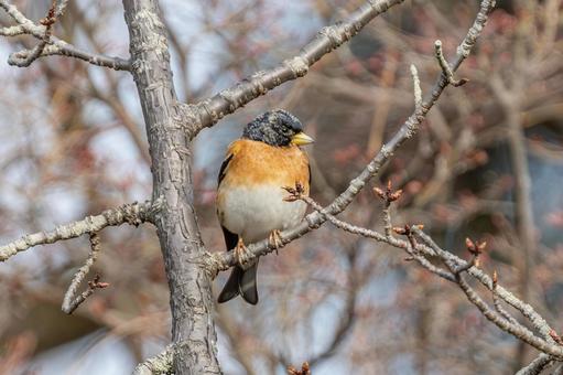 アトリ アトリ,野鳥,鳥の写真素材