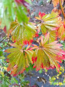 舞孔雀（マイクジャク）もみじ 舞孔雀（マイクジャク）,もみじ,秋色の写真素材