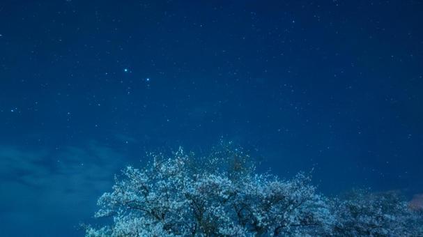 夜桜と双子座の輝き 夜桜と双子座の輝き 桜,双子座,夜空の写真素材